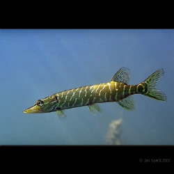 A small jack (pike), cold fresh water, a shot was taken c... by Jan Spacil 